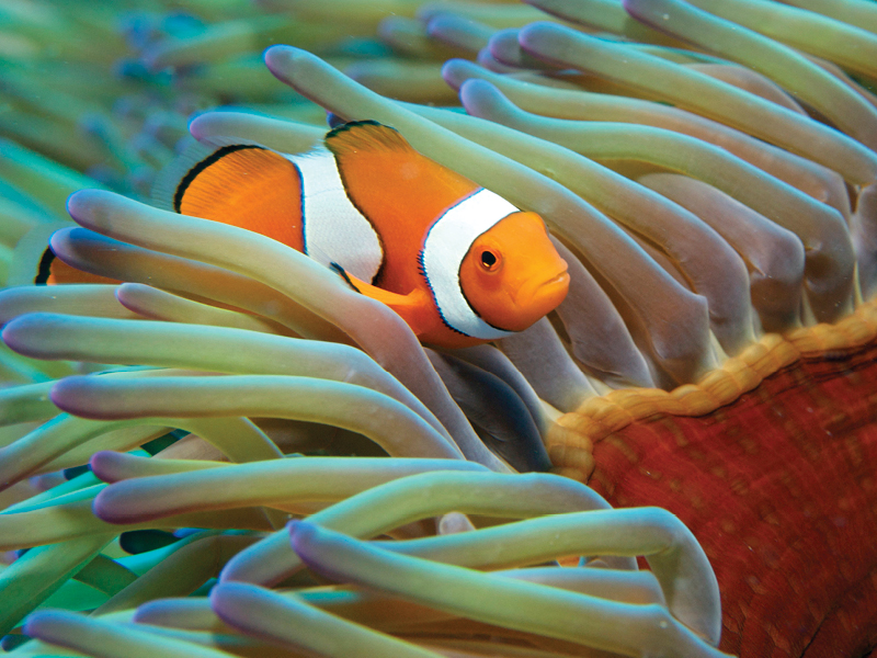 Clown fish on the Great Barrier Reef