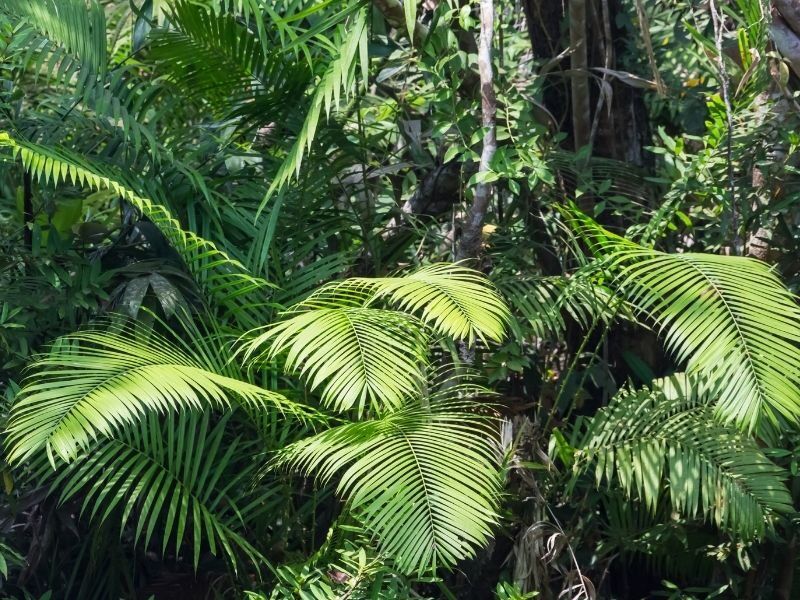 Tropical foliage in the Whitsundays region