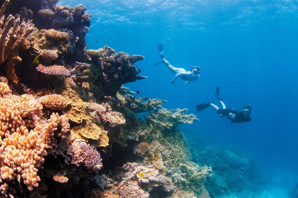 A man and woman snorkeling with vibrant colourful colour on the Great Barrier Reef