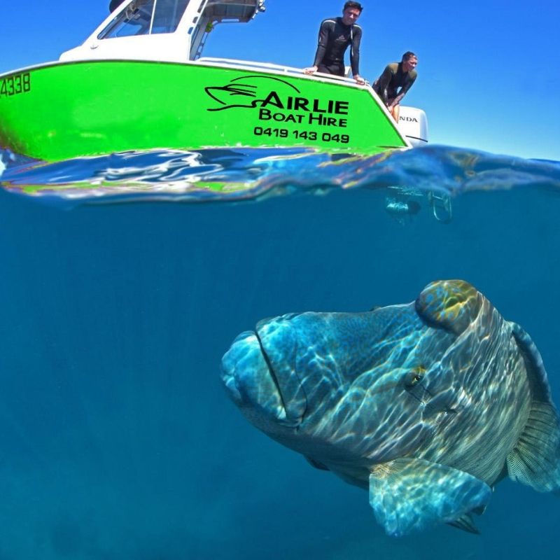 Airlie Boat Hire and a Maori Wrasse fish