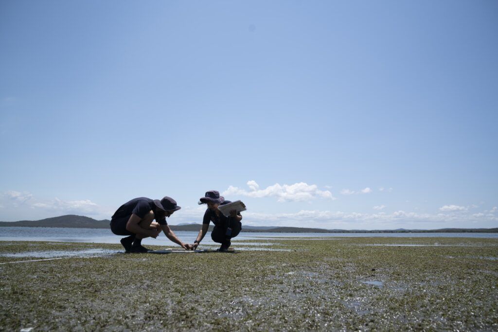 Flower Collection activity for Seagrass Restoration Project in Prioneer Bay, Whitsundays