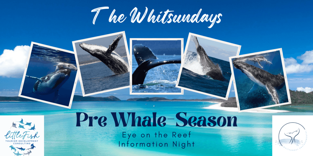 Whale Night