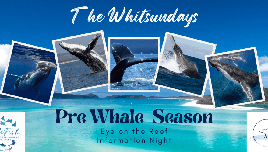 Whale Night